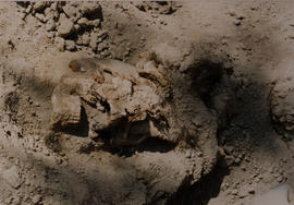 Fotografía de cráneo encontrado durante peritajes forenses